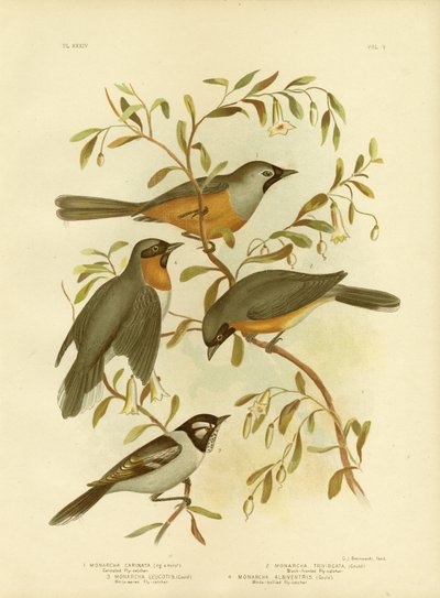 Carinated Flycatcher or Black-Faced Monarch, 1891 by Gracius Broinowski